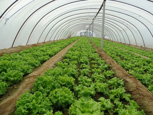 煙臺海岸帶所在作物吸收微塑料通道與機制研究中取得重要進展