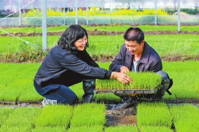 中原糧滿倉 河南小麥高質量發展提速，科技研發引領關鍵五招