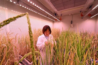 我國種業安全的風險審視與農業科技創新的發展路徑